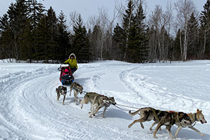 Lady on sled being pulled by dogs in the snow