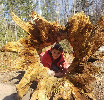 child looking through a hollow tree stump