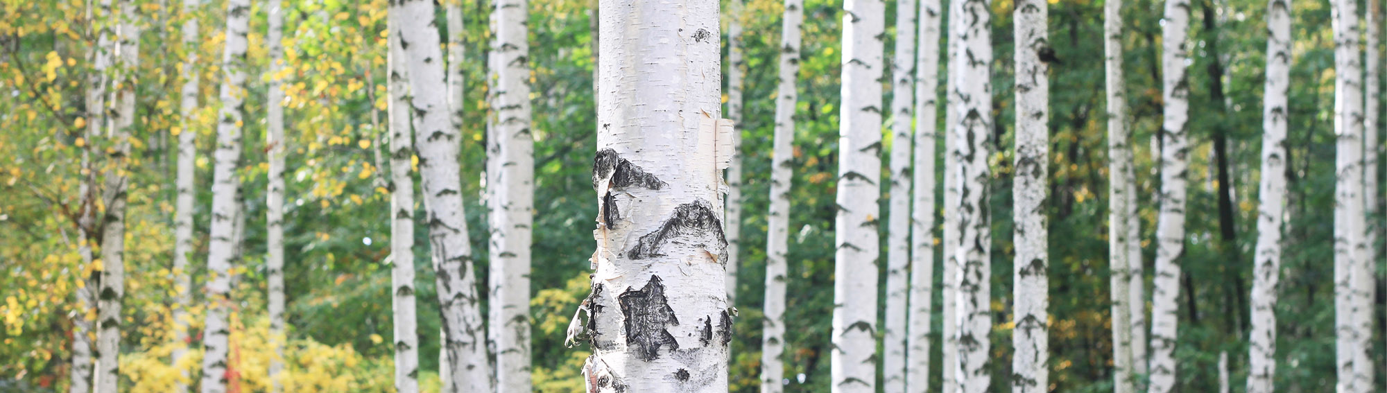 Beautiful birth trees in the forest